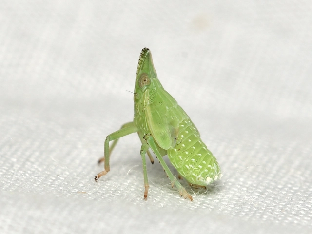 Dictyophara