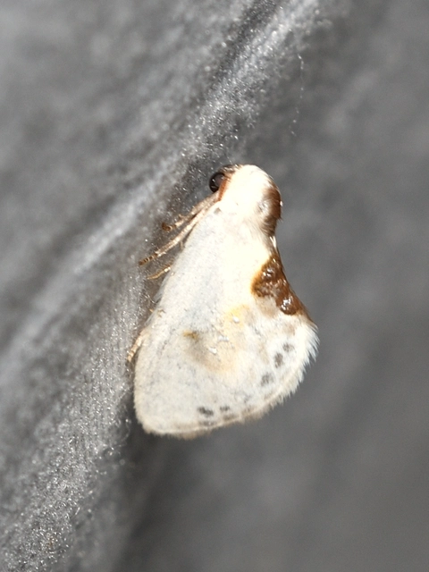 Cilix glaucata - törpe sarlósszövő