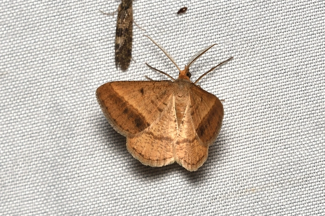 Tephrina arenacearia - lucerna-araszoló