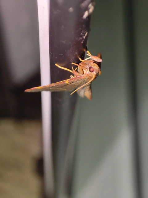 Hypsopygia glaucinalis - rezes fényilonca