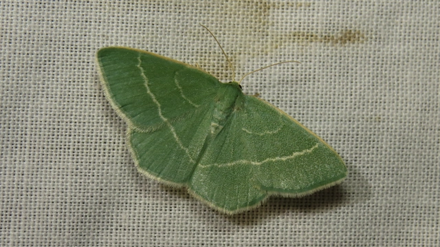 üdezöld araszoló - Chlorissa viridata