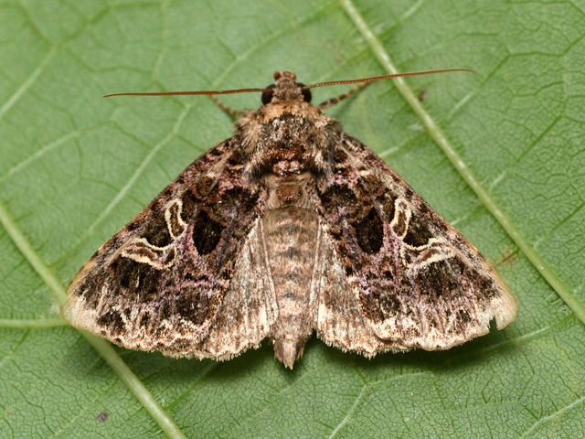 vörhenyes szegfűbagoly - Sideridis rivularis