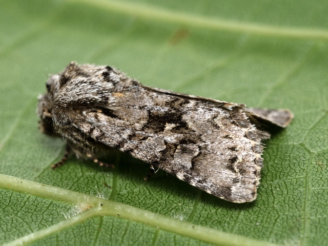 hamvas kertibagoly - Hada plebeja