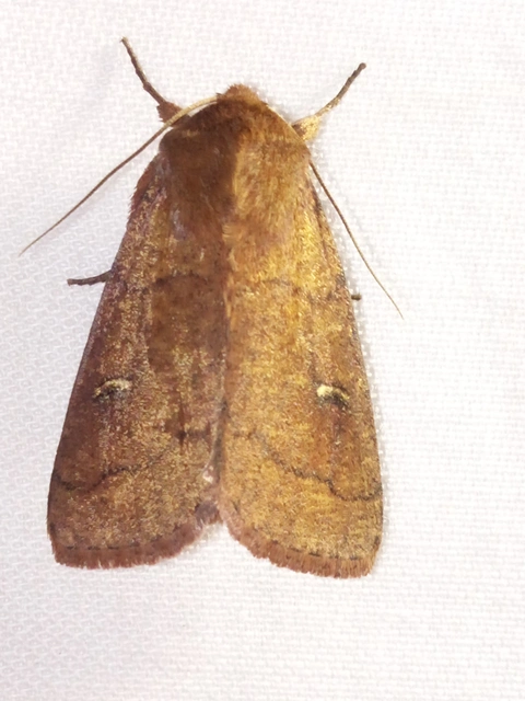 félholdas rétibagoly - Mythimna turca