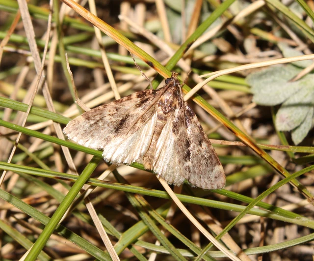 Aglossa caprealis - kis zsiradékmoly