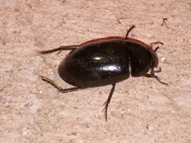 Hydrochara caraboides - kis csibor