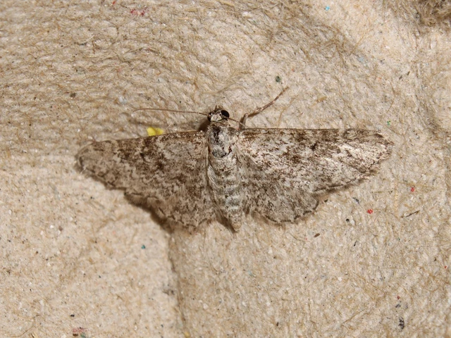 hangyabogáncs-törpearaszoló - Eupithecia graphata