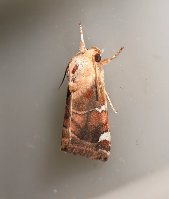 Cosmia diffinis - szilfa-lombbagoly