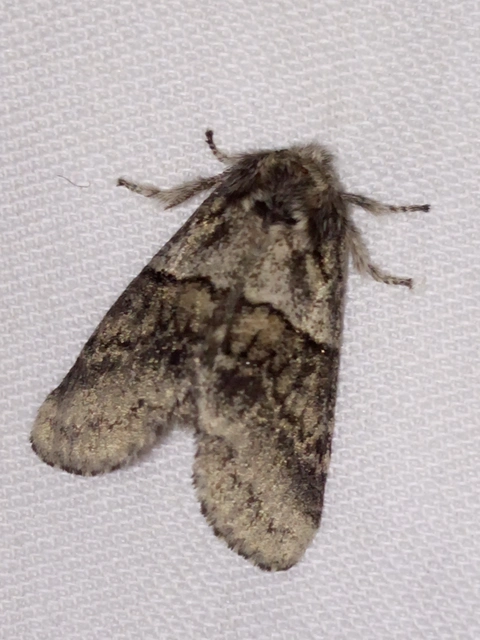 Gluphisia crenata - kormos púposszövő