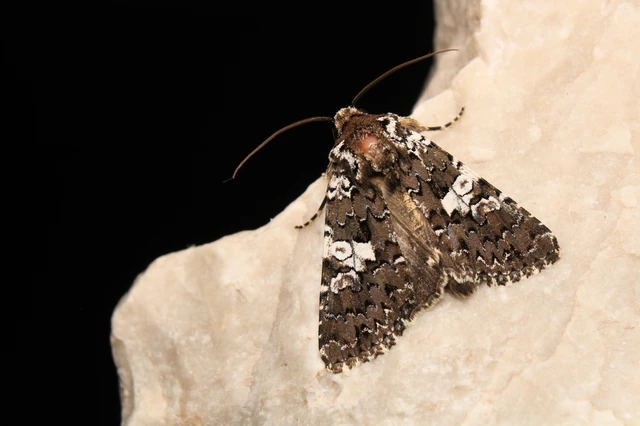 Hadena albimacula - fehérpettyes szegfűbagoly