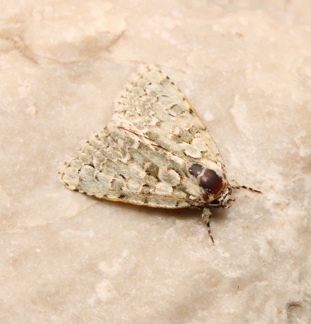 zöld zuzmóbagoly - Nyctobrya muralis