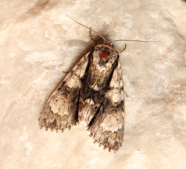 Acronicta alni - éger-szigonyosbagoly