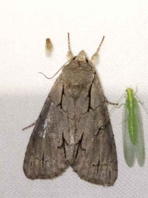 pszi-betűs szigonyosbagoly - Acronicta psi