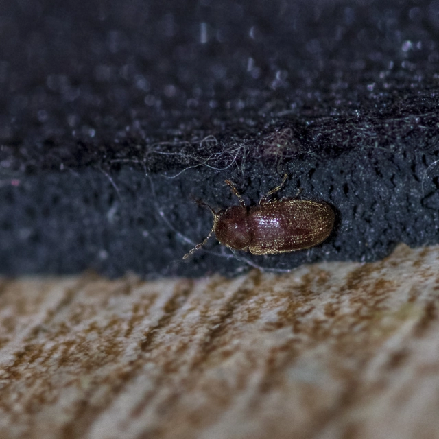 Stegobium paniceum - kenyérbogár