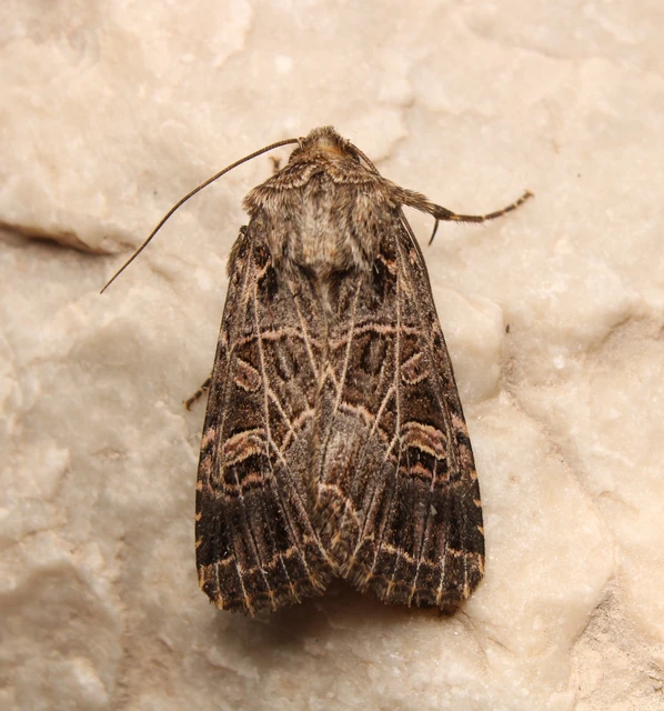 fehéreres kertibagoly - Heliophobus reticulata