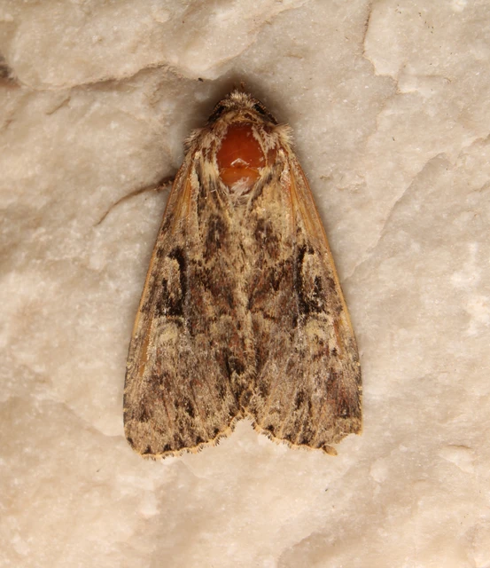 vörösbarna dudvabagoly - Apamea epomidion