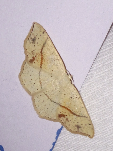 Cyclophora punctaria - sávos pettyesaraszoló