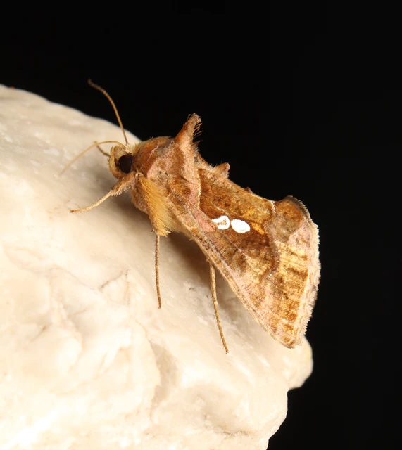 déli aranybagoly - Chrysodeixis chalcites