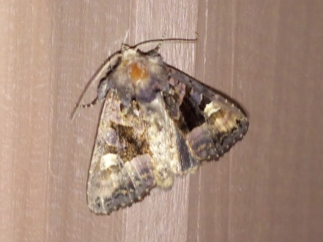 szeder-csipkésbagoly - Euplexia lucipara