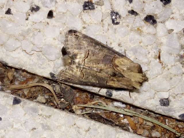 Abrostola triplasia - közönséges csalánbagoly