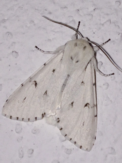 fehér szigonyosbagoly - Acronicta leporina