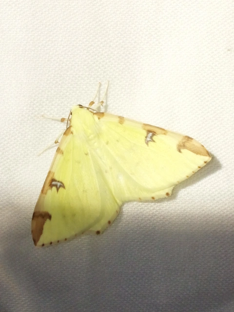 citromsárga araszoló - Opisthograptis luteolata