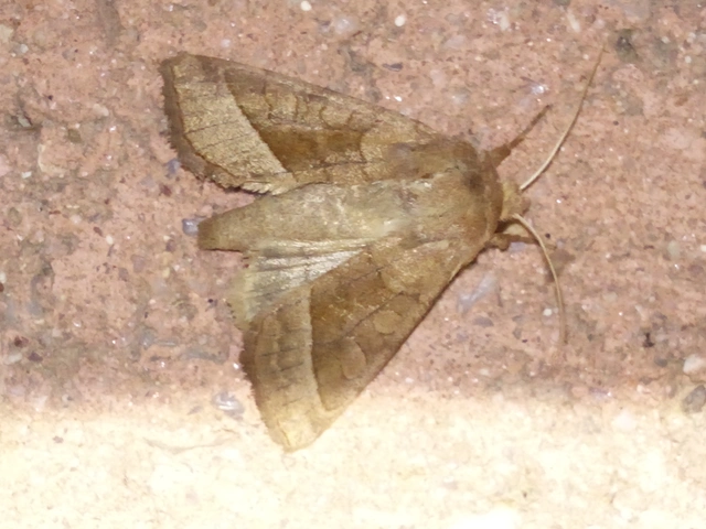 csillogó acsalapubagoly - Hydraecia micacea