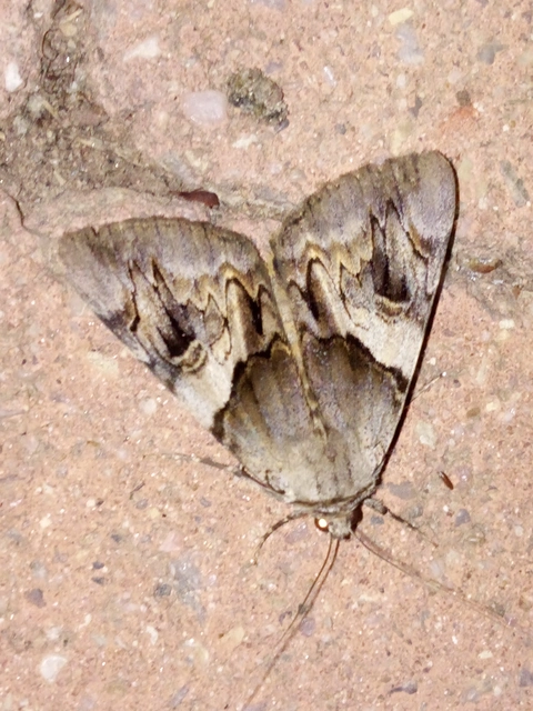 Catocala fulminea - galagonya-övesbagoly