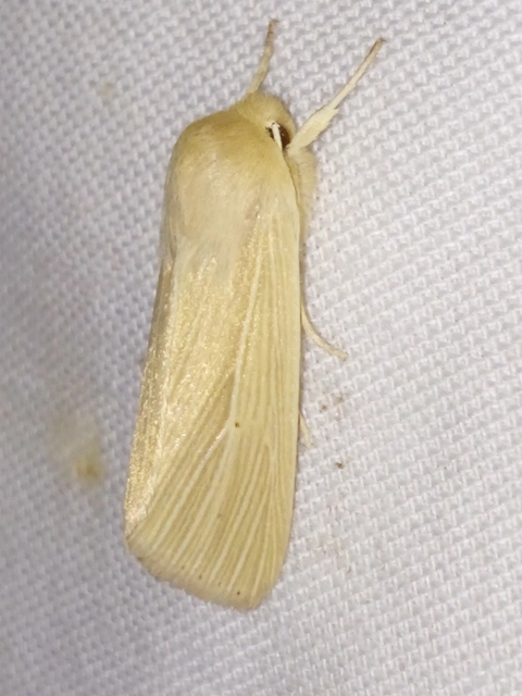 sápadt rétibagoly - Mythimna pallens