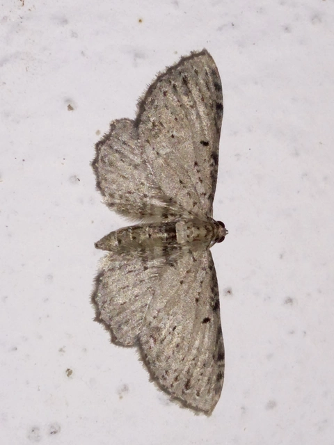 csipkés törpearaszoló - Anticollix sparsata