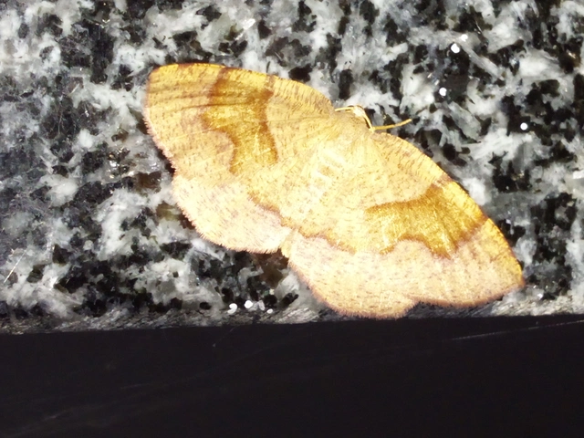 Plagodis pulveraria - szemcsés araszoló