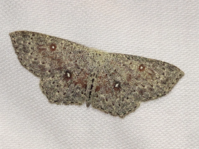 Cyclophora pendularia - fűzfa-pettyesaraszoló