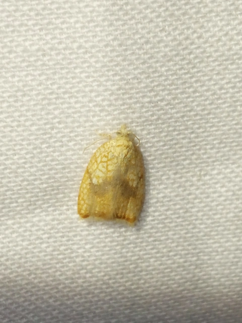 Acleris forsskaleana - juharos levélmoly