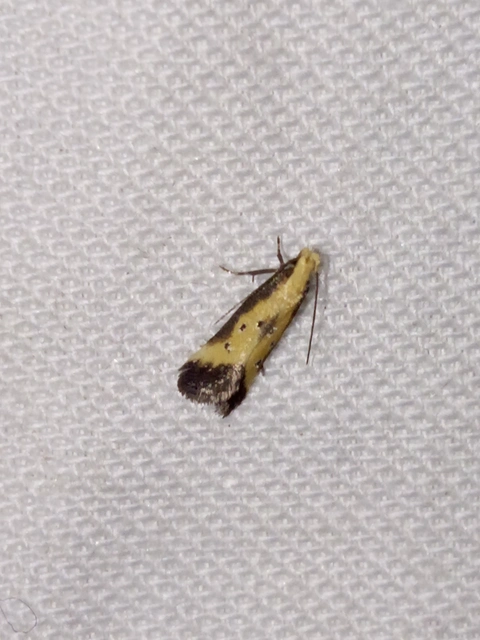 Brachmia dimidiella - citromkocsord-lápimoly