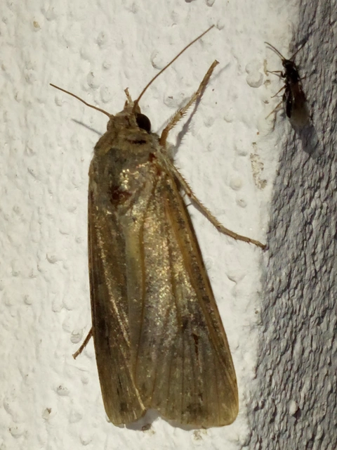 Agrotis ipsilon - nagy földibagoly
