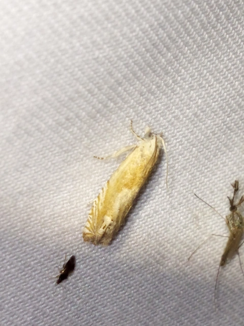 Eucosma