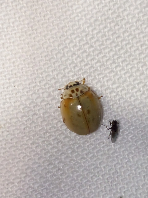Adalia decempunctata - tízpettyes katica