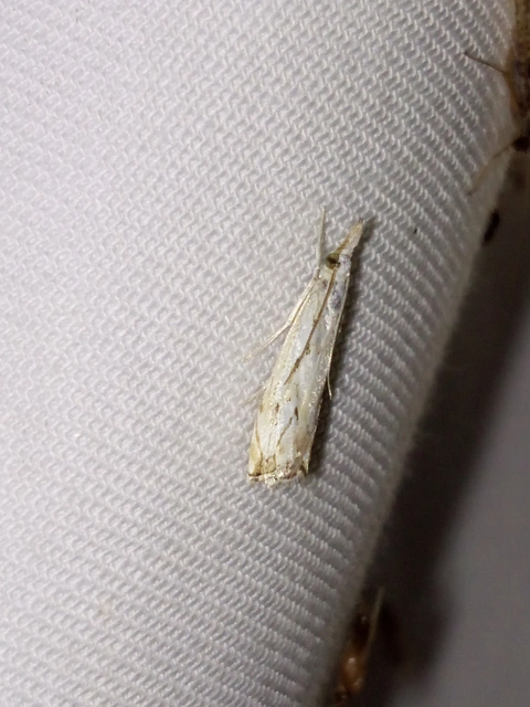 Catoptria