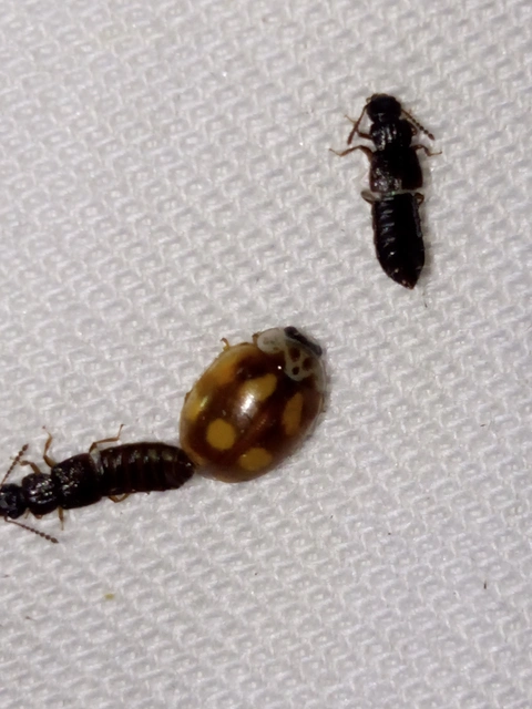 Adalia decempunctata - tízpettyes katica