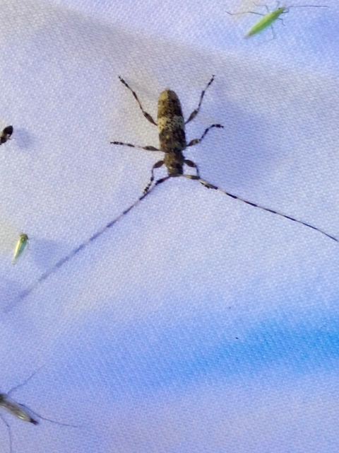 Acanthocinus griseus - szürke daliáscincér