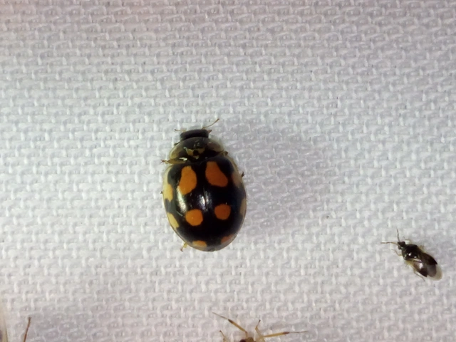 Adalia decempunctata - tízpettyes katica