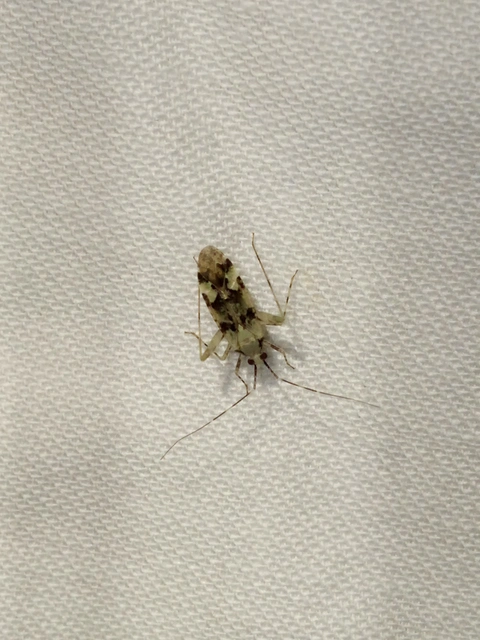 Phytocoris tiliae - hársfapoloska