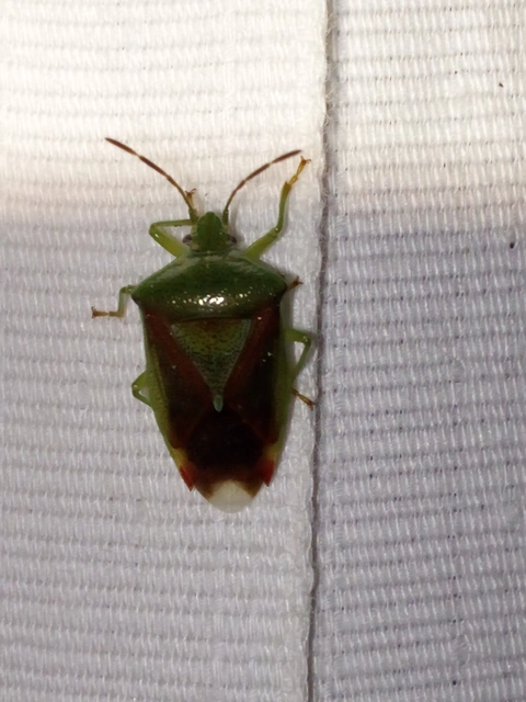 Elasmostethus Elasmostethus