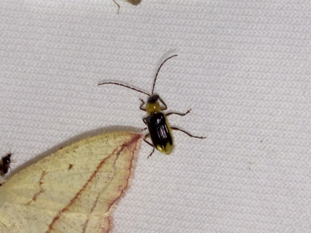 Diabrotica virgifera - amerikai kukoricabogár