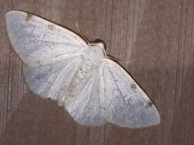 Lomographa bimaculata - kétpontos fehéraraszoló