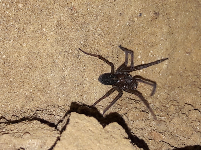 Amaurobius