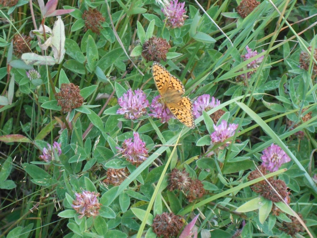 Argynnis aglaja - kerekfoltú gyöngyházlepke Argynnis aglaja - kerekfoltú gyöngyházlepke