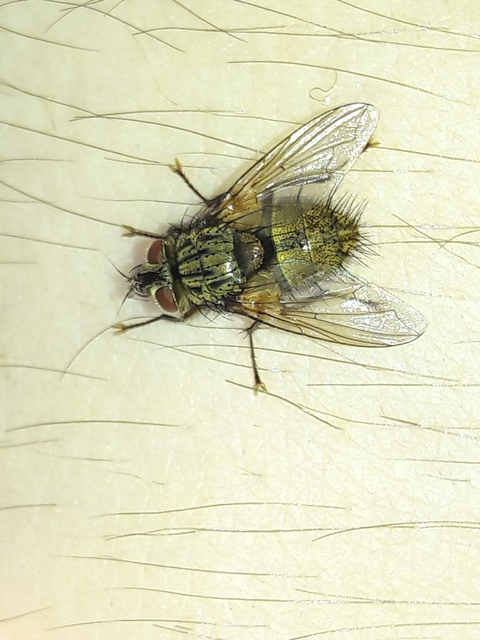 Tachinidae - fürkészlegyek