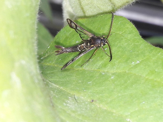 Sesiidae - szitkárfélék