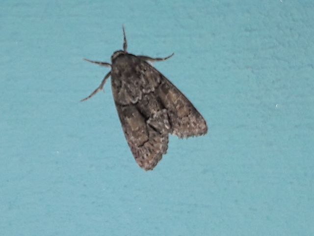 Cryphia fraudatricula - homoki zuzmóbagoly